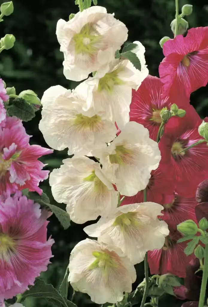  TARHASALKORUUSU Alcea rosea "Simplex"