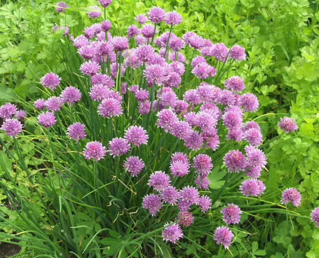Ruohosipuli – Allium schoenoprasum