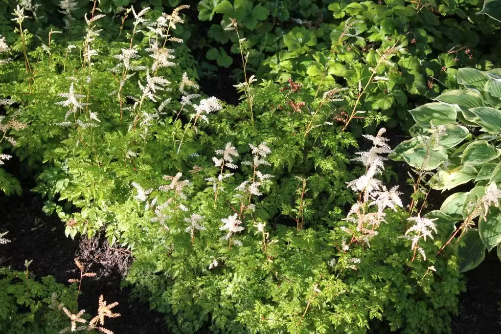 Pikkutöyhtöangervo – Aruncus aethusifolius