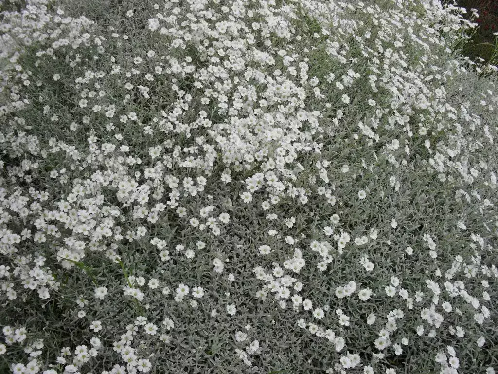 Hopeahärkki – Cerastium tomentosum