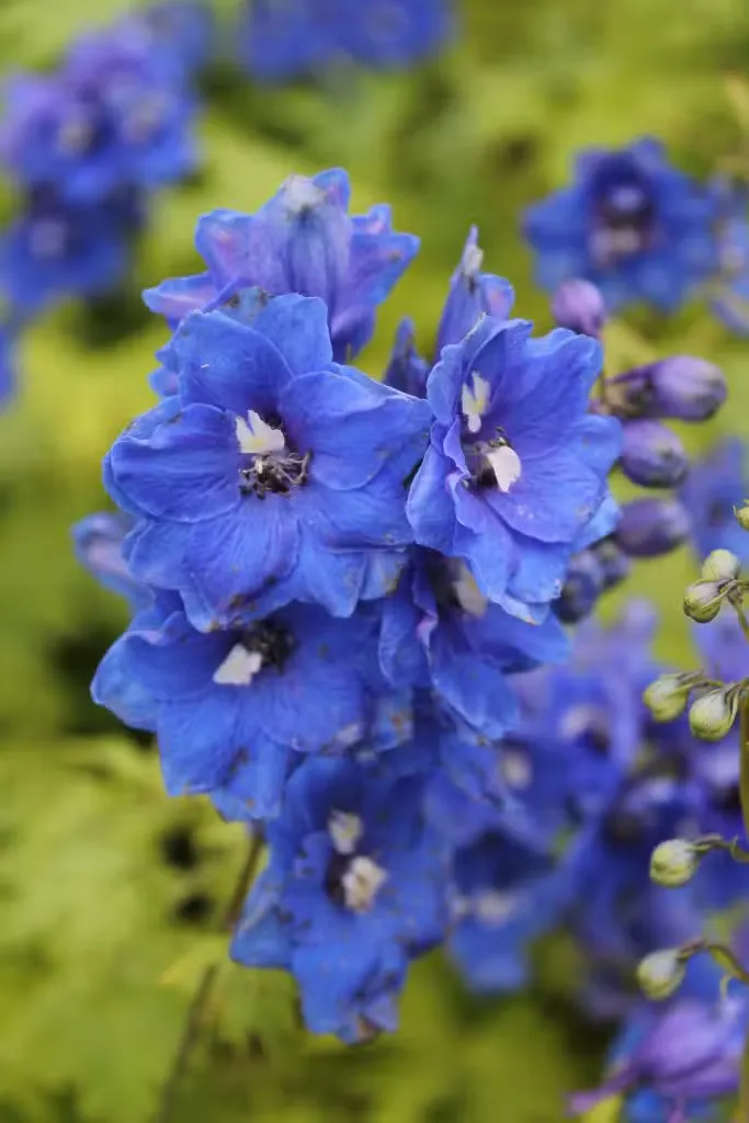 Isoritarinkannus Delphinium elatum ’Blue Bird’