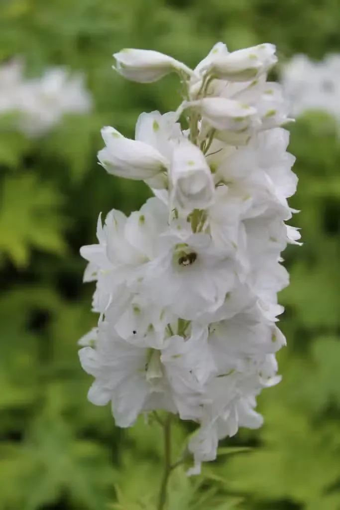 Jaloritarinkannus ’Galahad’ (Delphinium)