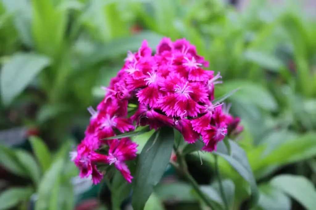 Harjaneilikka – Dianthus barbatus
