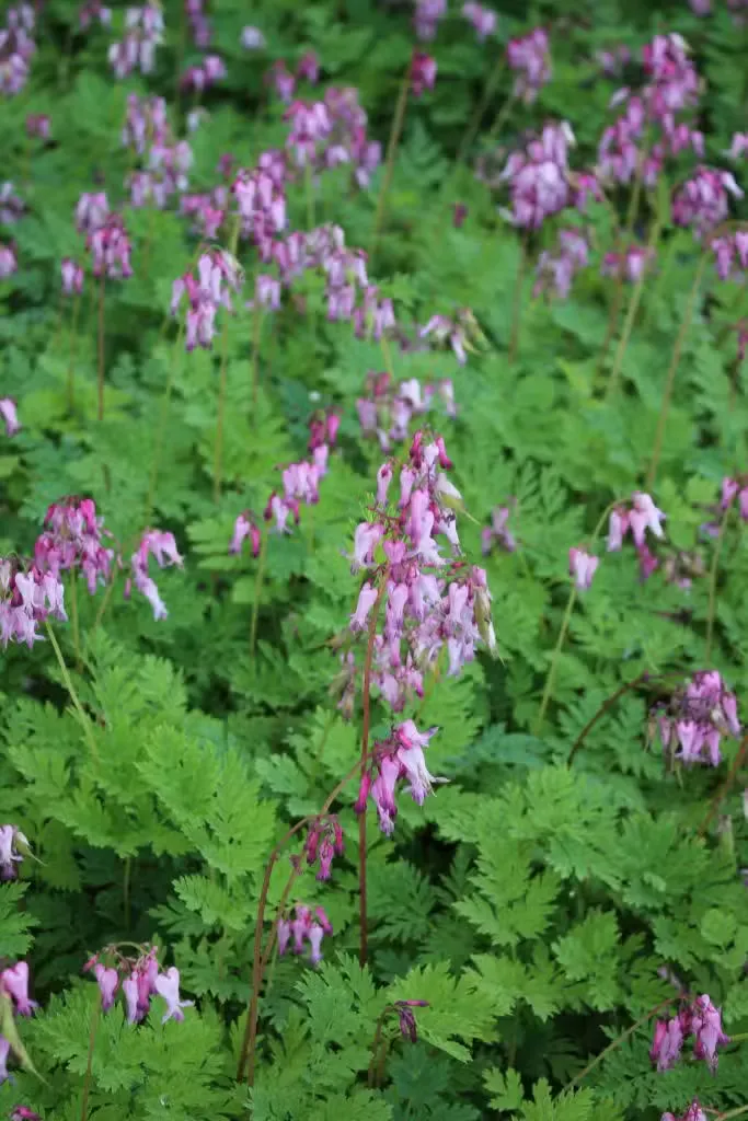 Kevätpikkusydän – Dicentra eximia