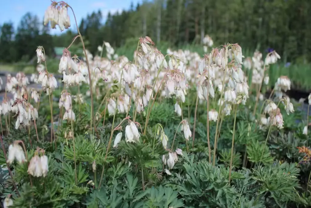 Kesäpikkusydän, valkoinen – Dicentra formosa ’Alba’