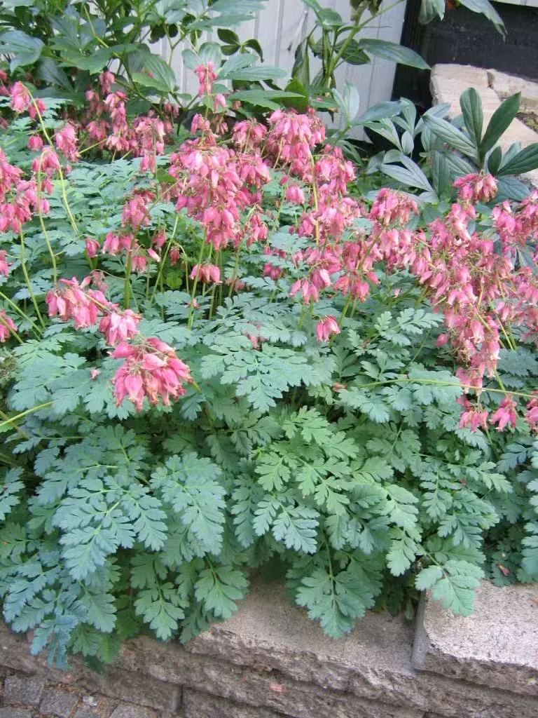 Purppurapikkusydän – Dicentra formosa ’Luxuriant’