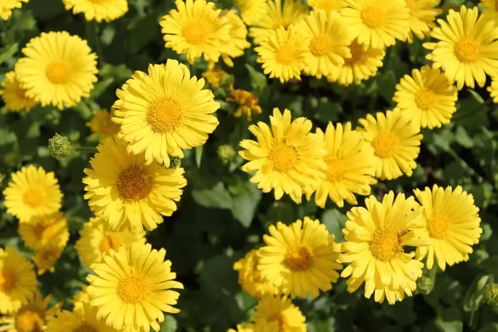 Kevätvuohenjuuri ’Little Leo’ – Doronicum orientale