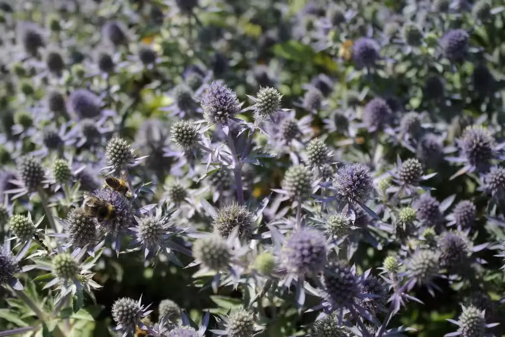 Sinipiikkiputki – Eryngium planum ’Blue Hobbit