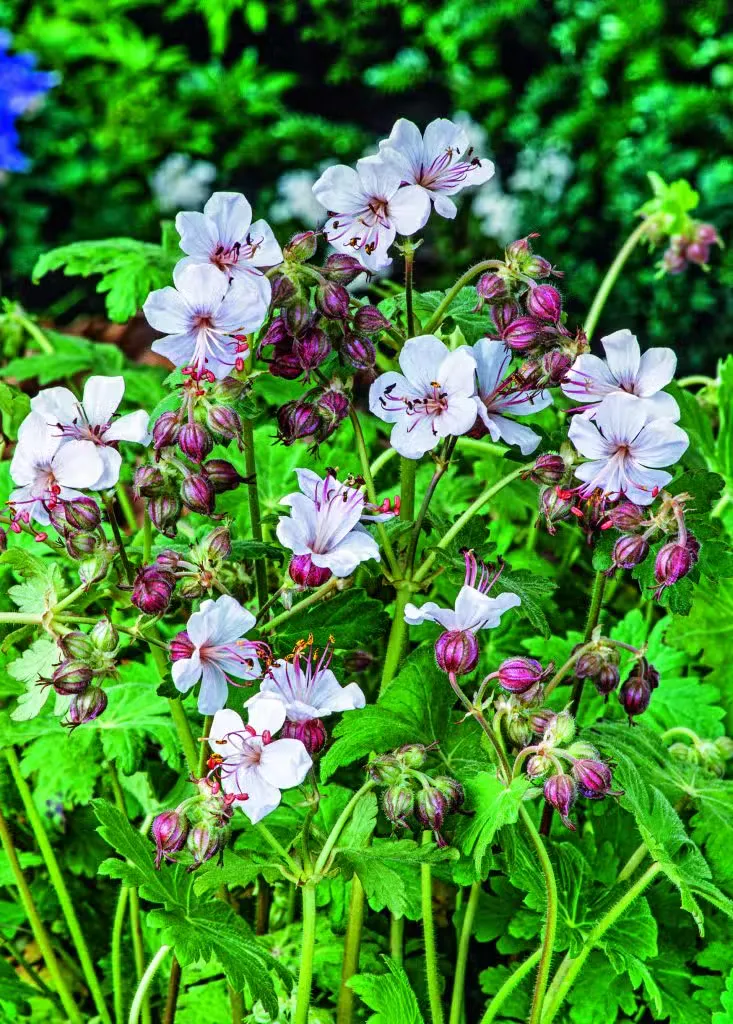 Tuoksukurjenpolvi – Geranium macrorrhizum ’Bevans Variety’