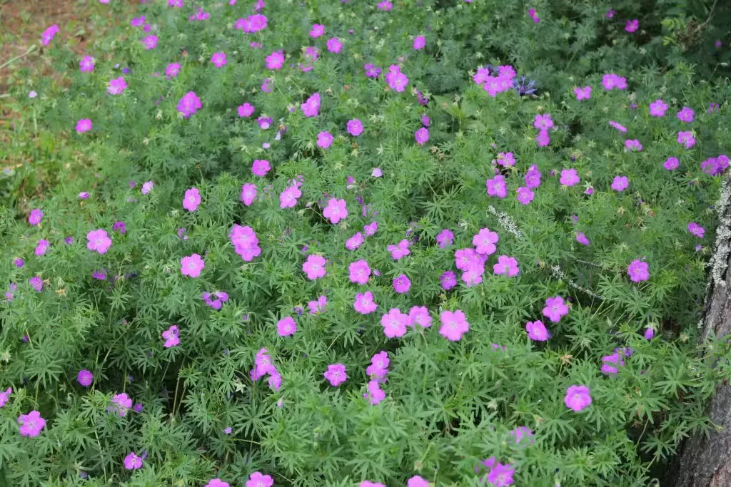 Verikurjenpolvi – Geranium sanguineum