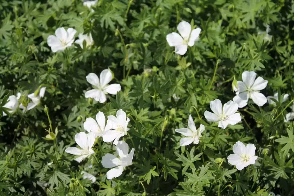 Verikurjenpolvi valkoinen – Geranium sanguineum