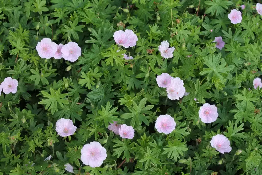 Verikurjenpolvi – Geranium sanguineum var. striatum
