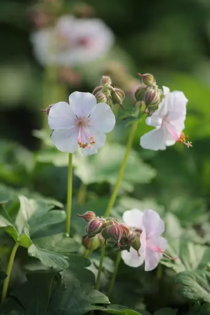 Peittokurjenpolvi ’Biokovo’ – Geranium × cantabrigiense
