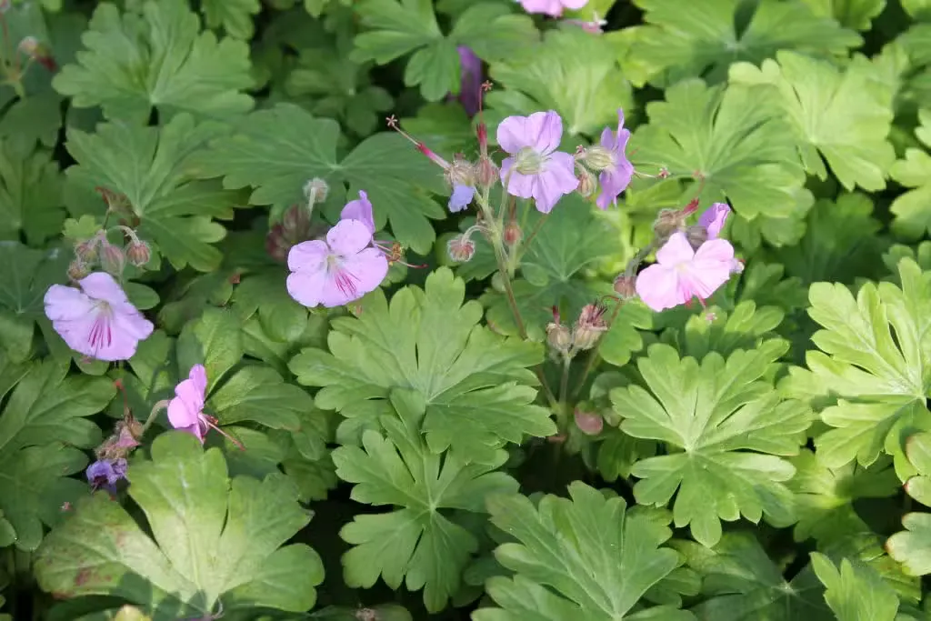 Peittokurjenpolvi ’Cambridge’ – Geranium × cantabrigiense
