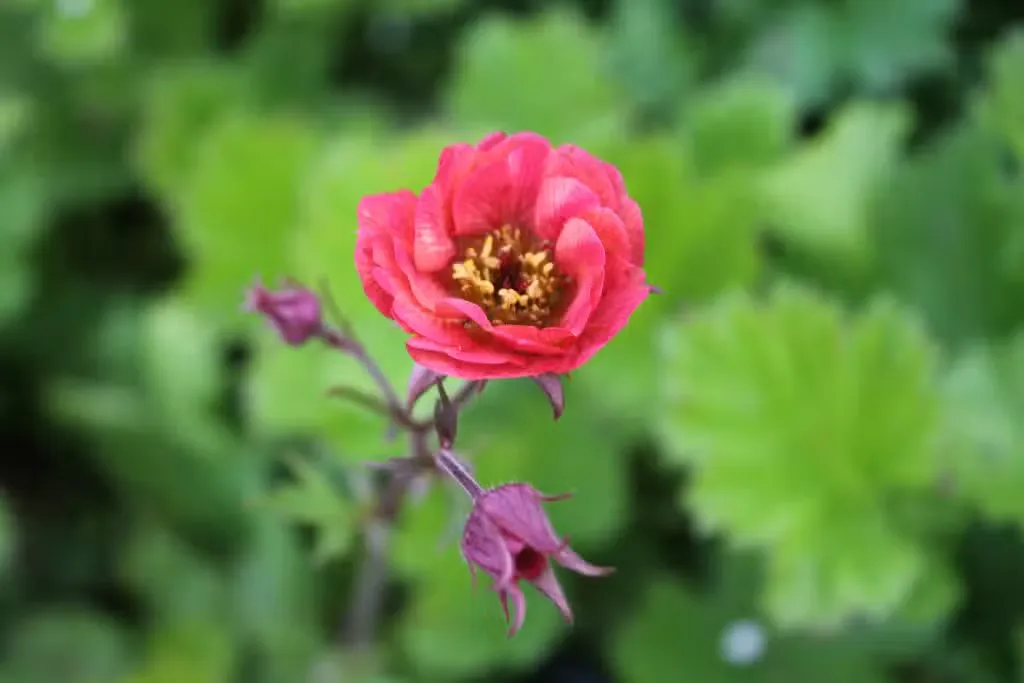 Tarhakellukka – Geum ’Nonna’
