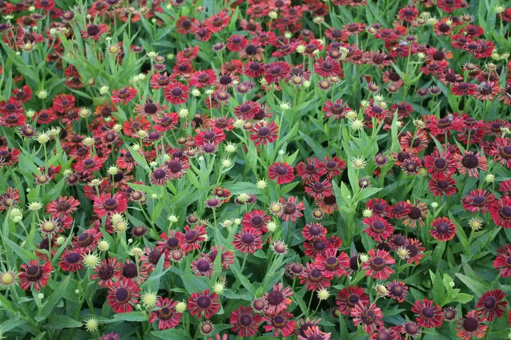 Syyshohdekukka – Helenium ’Siesta’