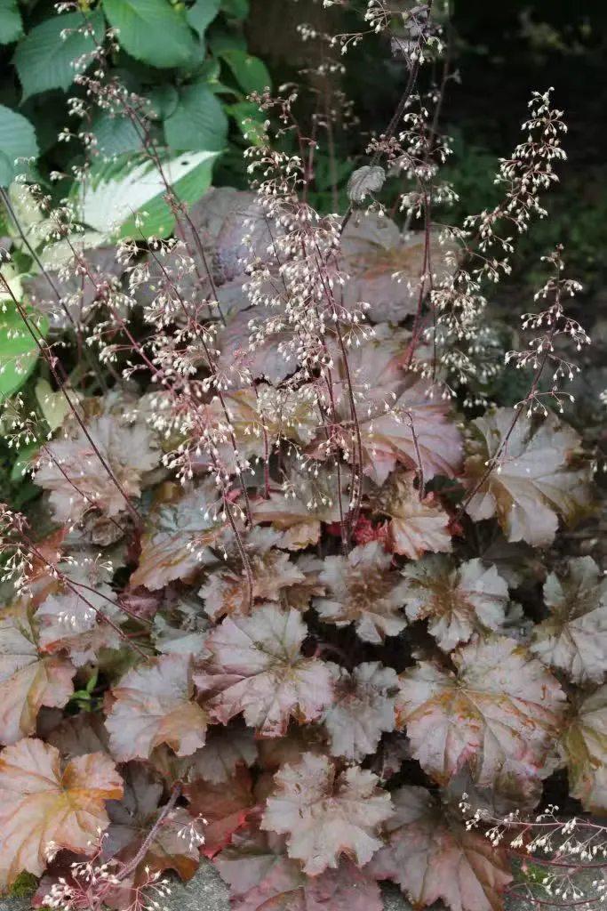 Harsokeijunkukka – Heuchera micrantha ’Palace Purple’