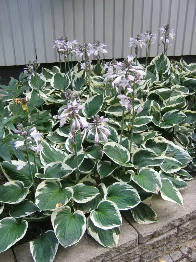 Jalokuunlilja – Hosta (Tarhafunkia-ryhmä) ’Minuteman’