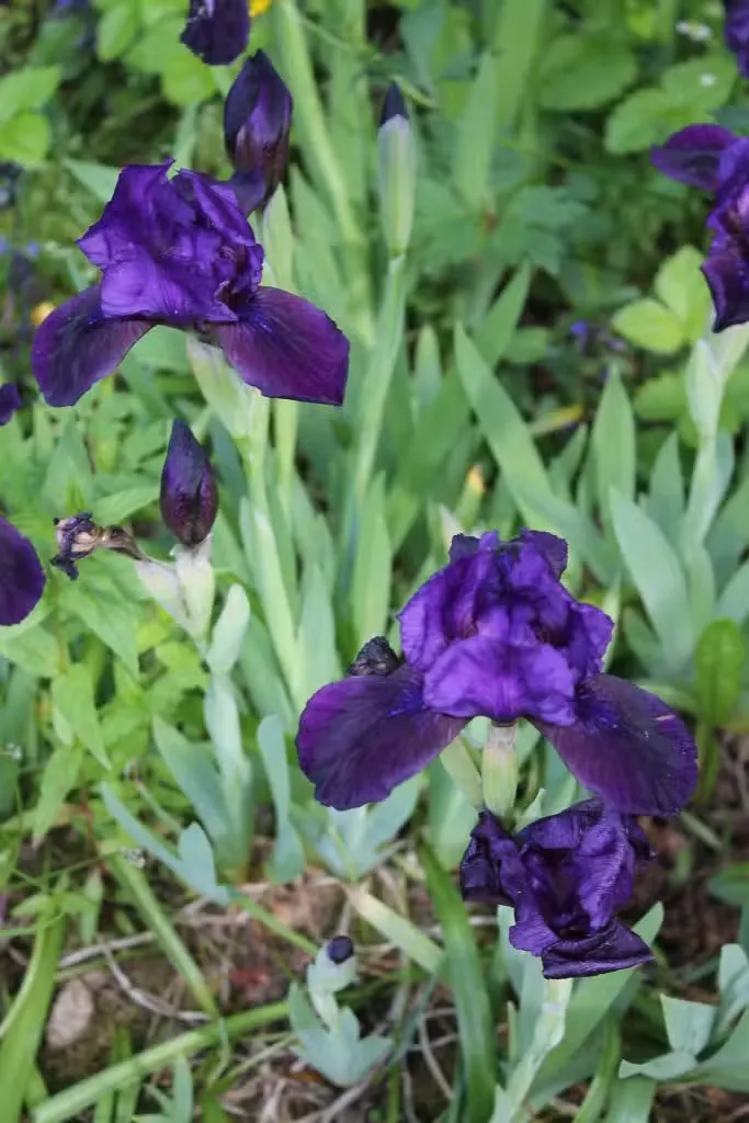 Kääpiökurjenmiekka – Iris pumila
