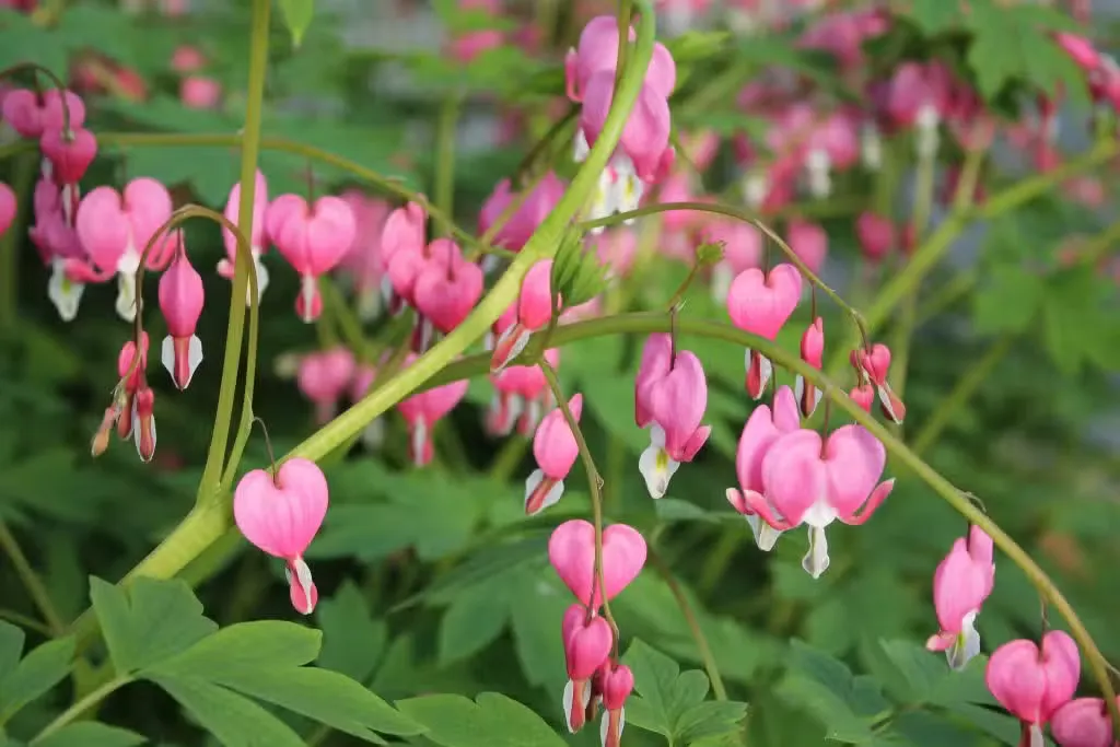 Särkynytsydän – Lamprocapnos spectabilis