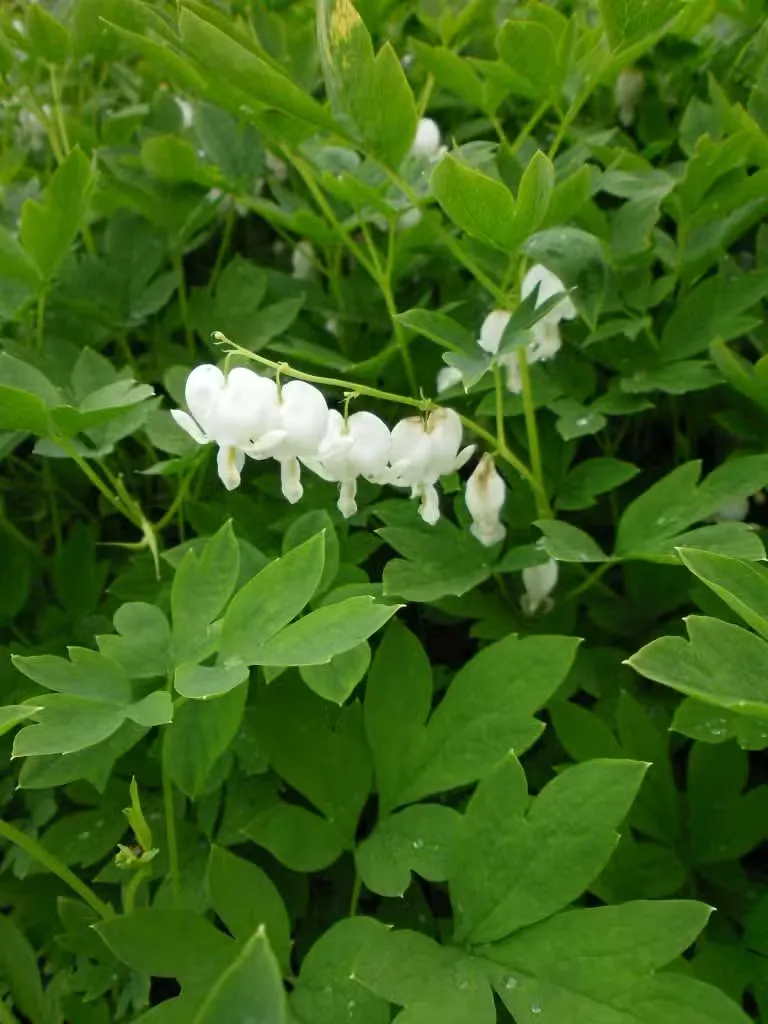 Särkynytsydän – Lamprocapnos spectabilis ’Alba’