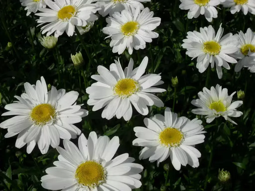 Päivänkakkara – Leucanthemum hybr. ’Edith’