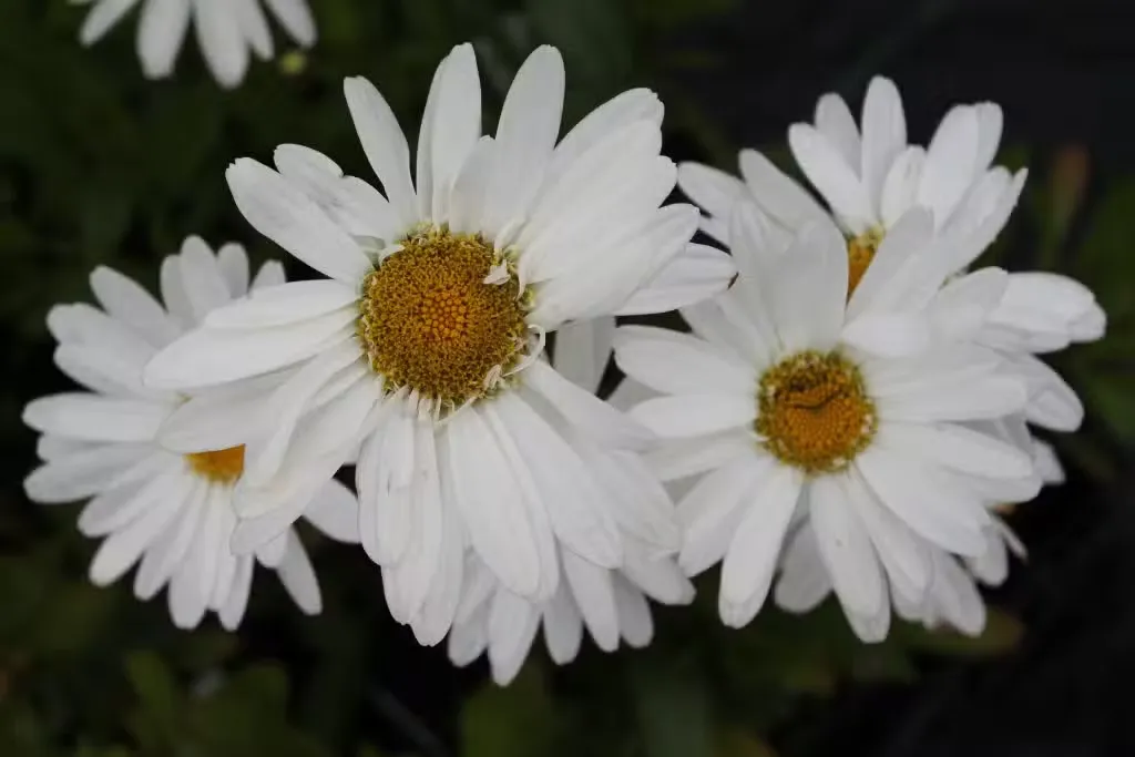 Prinsessankakkara – Leucanthemum × superbum ’Silberprinzesschen’