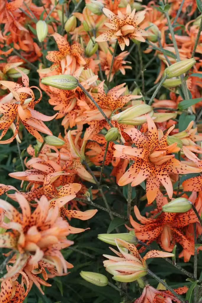 Tiikerililja – Lilium lancifolium (syn. tigrinum)