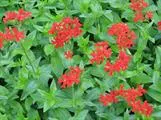 Palavarakkaus – Silene chalcedonica