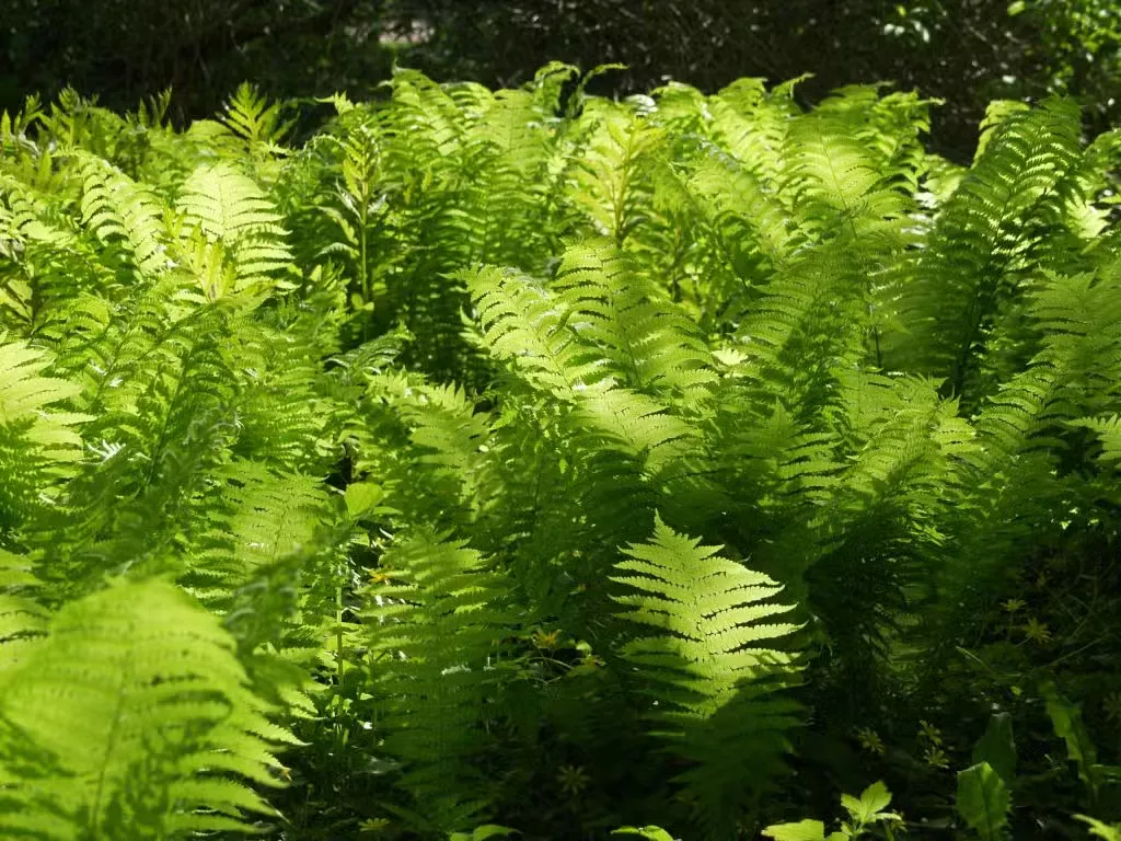 Kotkansiipi – Matteuccia struthiopteris