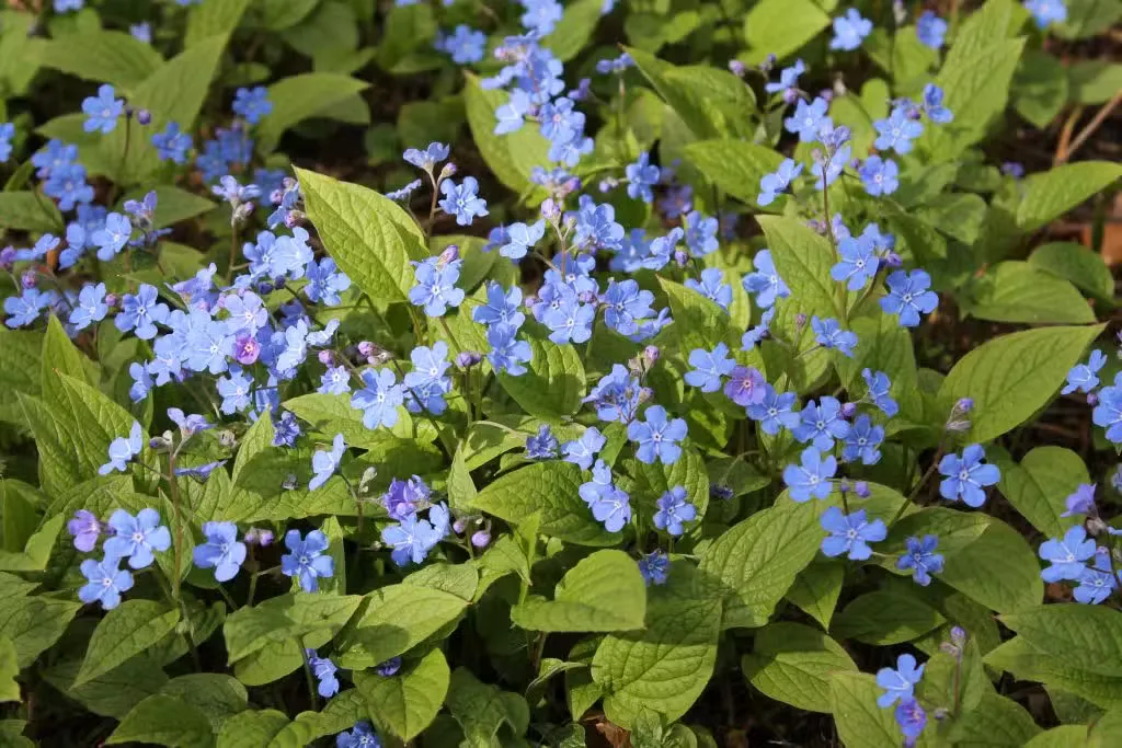 Kevätkaihonkukka – Omphalodes verna