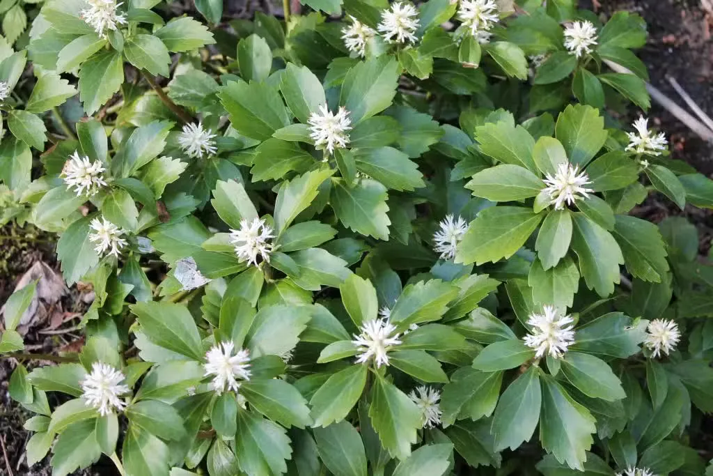 Varjoyrtti – Pachysandra terminalis