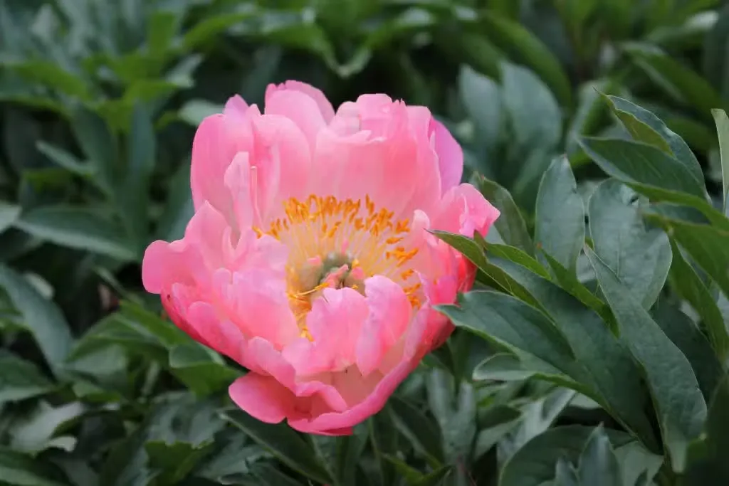 Kiinanpioni – Paeonia lactiflora ’Coral Sunset’