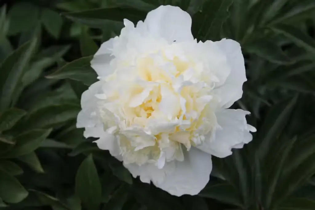 Kiinanpioni – Paeonia lactiflora ’Duchesse de Nemours’