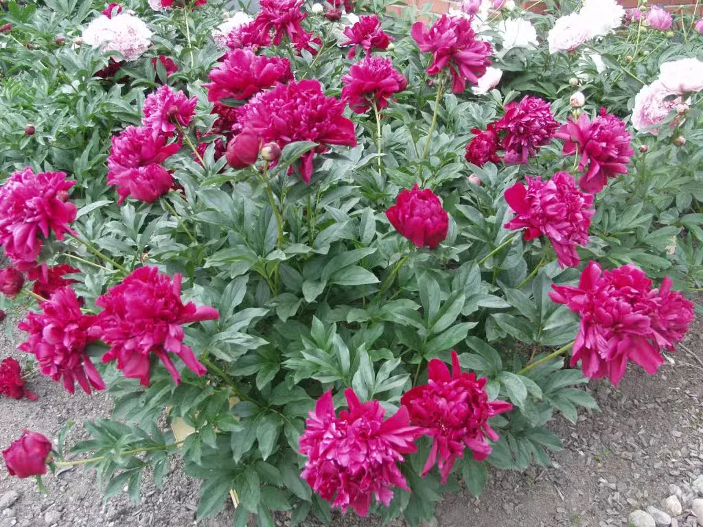 Kiinanpioni – Paeonia lactiflora ’Karl Rosenfeld’