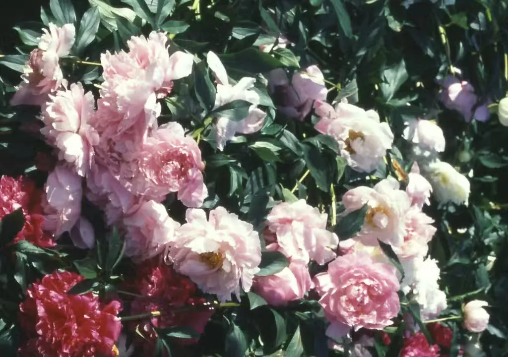 Kiinanpioni – Paeonia lactiflora ’Sarah Bernhardt’