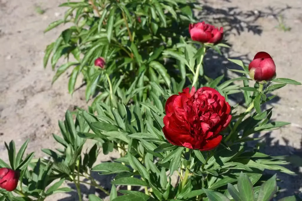 Tarhapioni – Paeonia × festiva ’Rubra Plena’