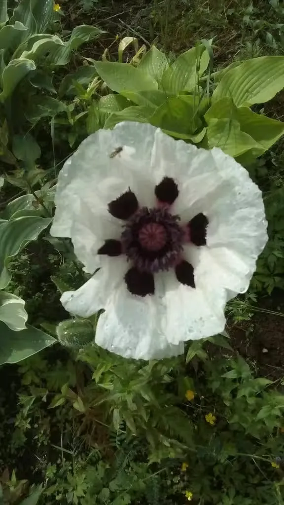 Tarhaidänunikko – Papaver orientale ’Royal Wedding