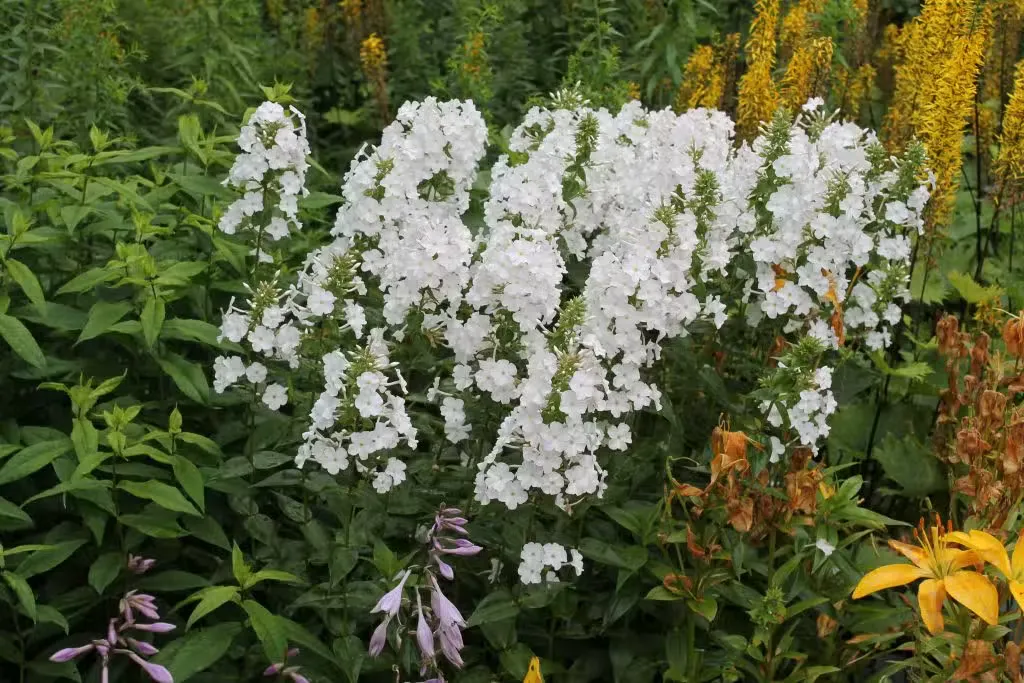 Kiiltoleimu – Phlox carolina