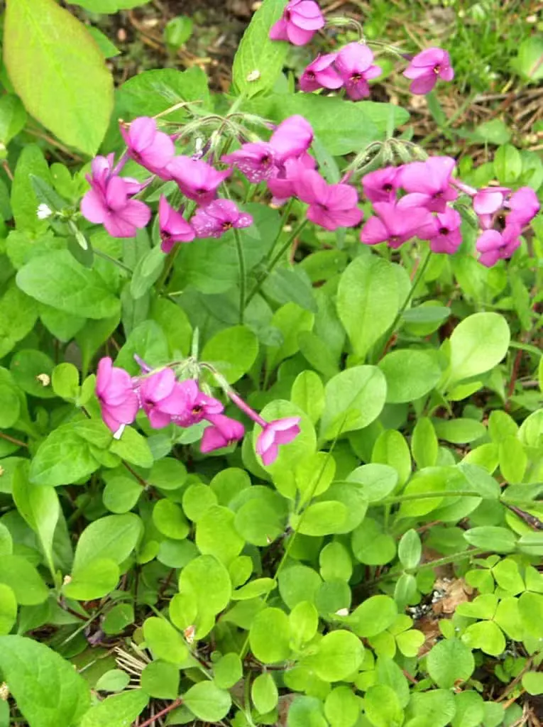 Rönsyleimu – Phlox stolonifera (vaaleanpunainen)