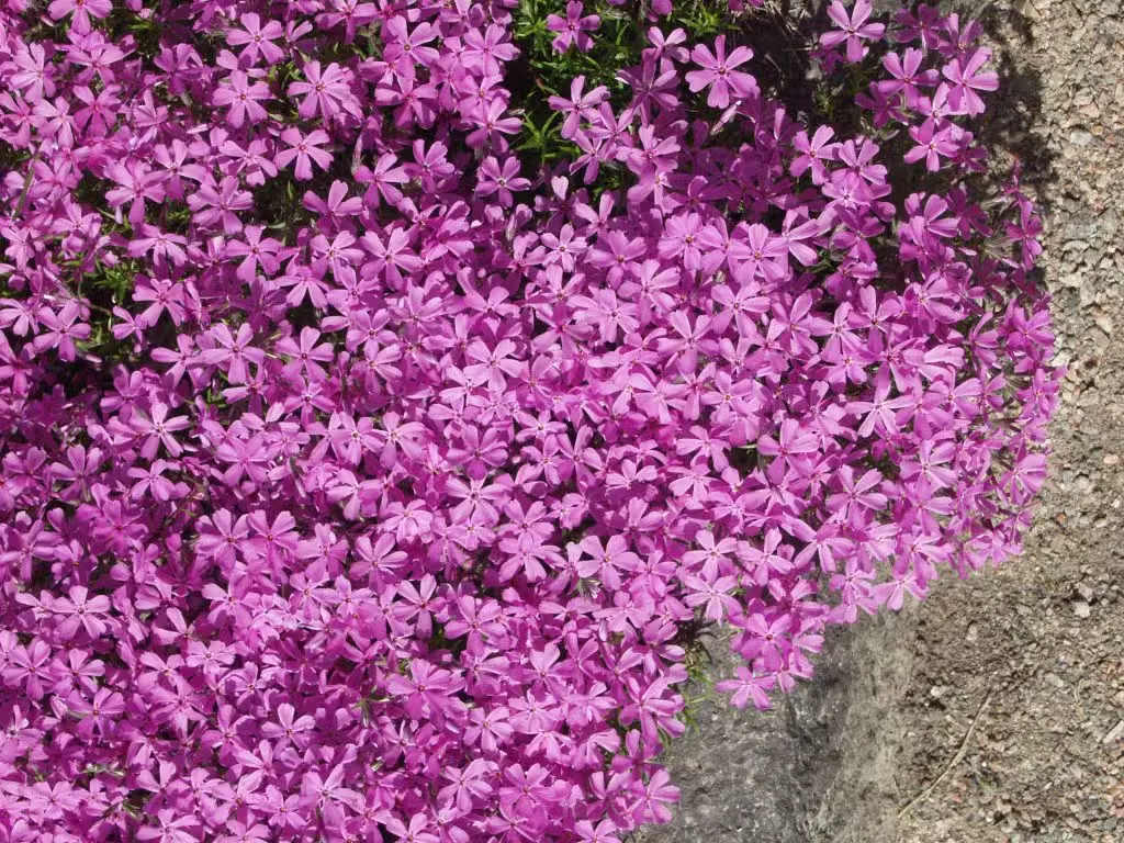 Sammalleimu – Phlox subulata ’Atropurpurea’