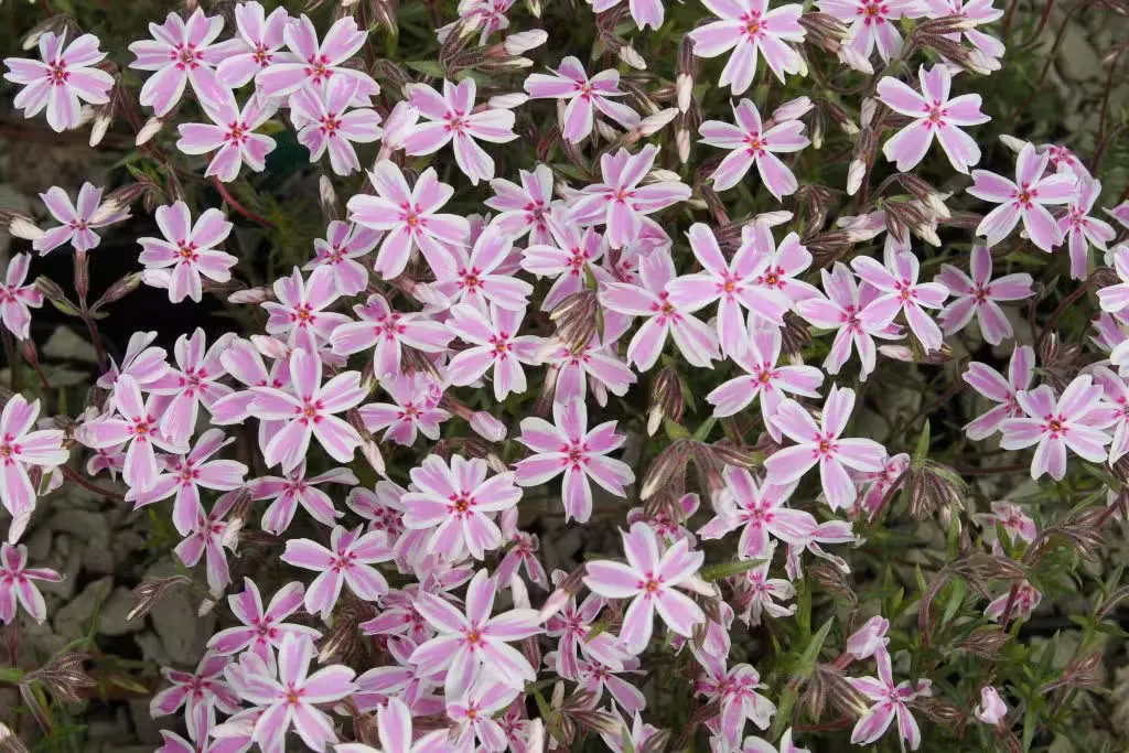 Sammalleimu – Phlox subulata ’Candy Stripes’