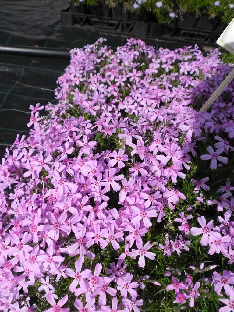 Sammalleimu – Phlox subulata ’Mai’
