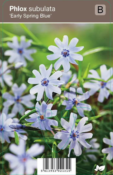 Sammalleimu – Phlox subulata (sininen)