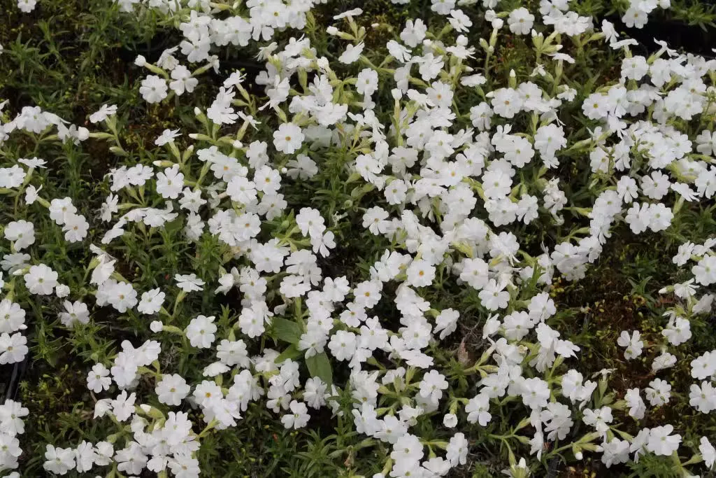 Sammalleimu – Phlox subulata (valkoinen)