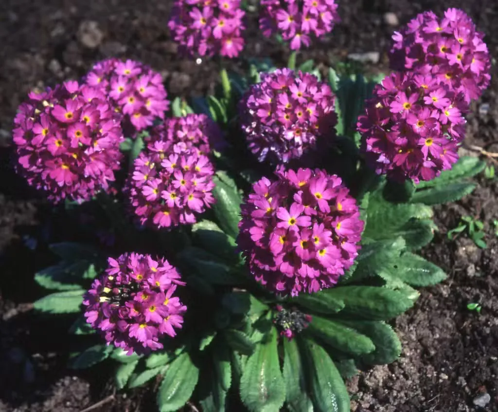 Palloesikko – Primula denticulata