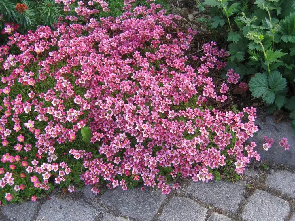 Patjarikko – Saxifraga × arendsii ’Purpurteppich’