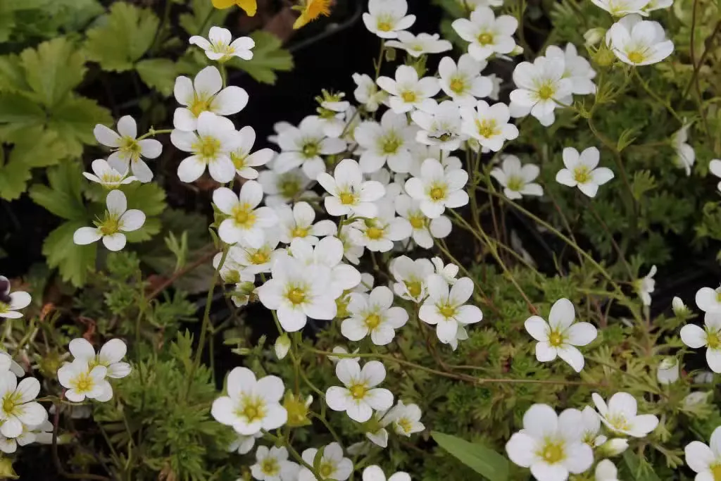 Patjarikko – Saxifraga × arendsii ’Schneeteppich’