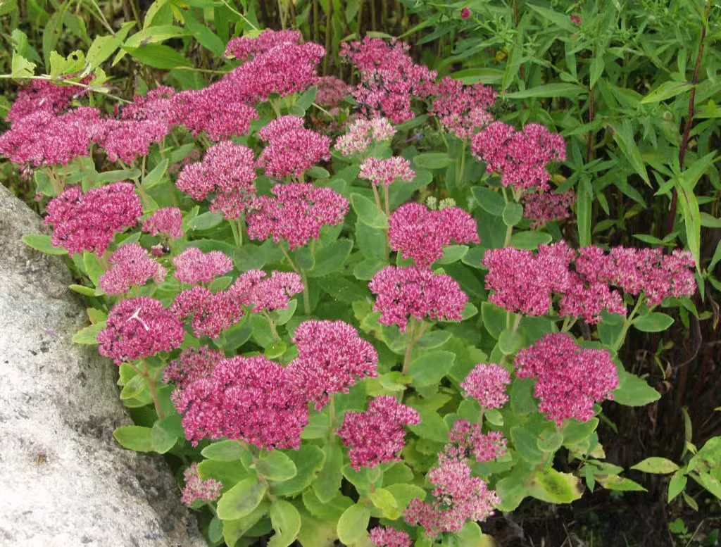 Komeamaksaruoho
Hylotelephium ’Herbstfreude’