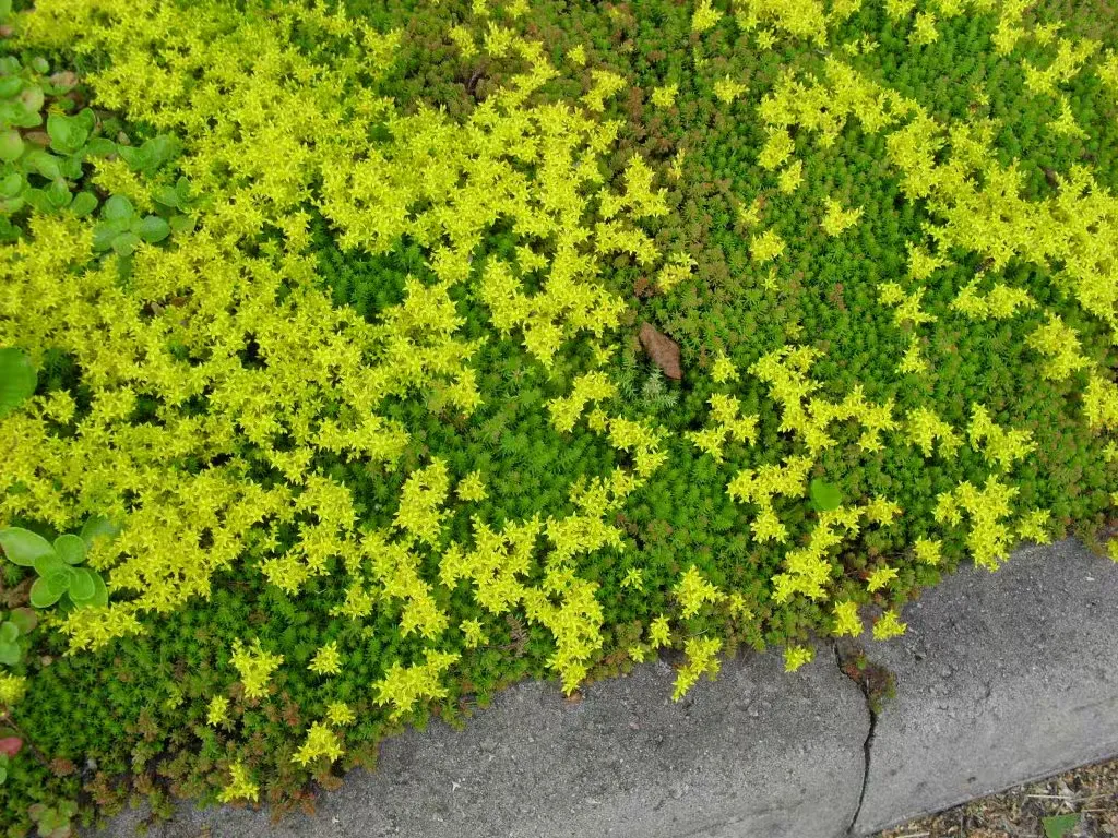 Keltamaksaruoho
Sedum acre
